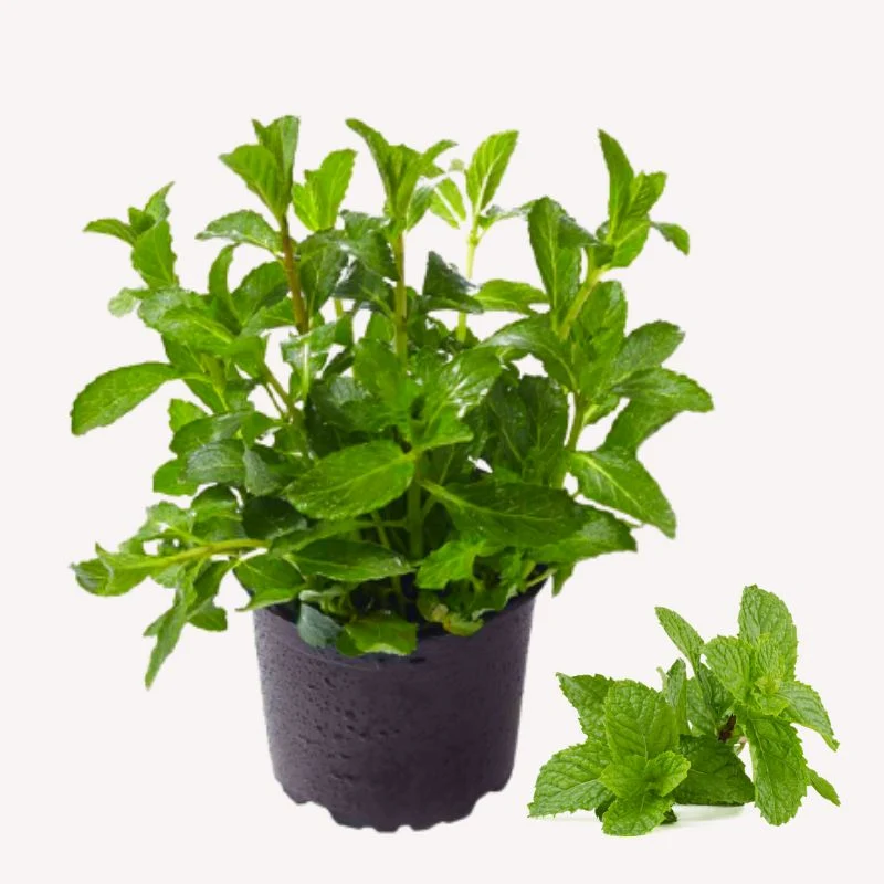 Mojito-Minze