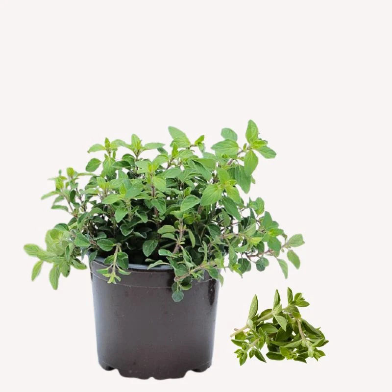 Griechischer Oregano