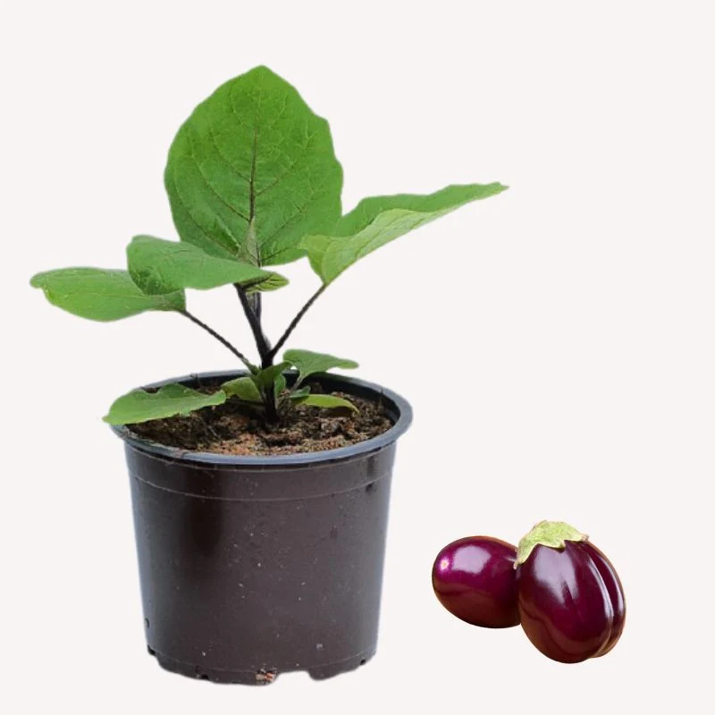 Mini-Aubergine