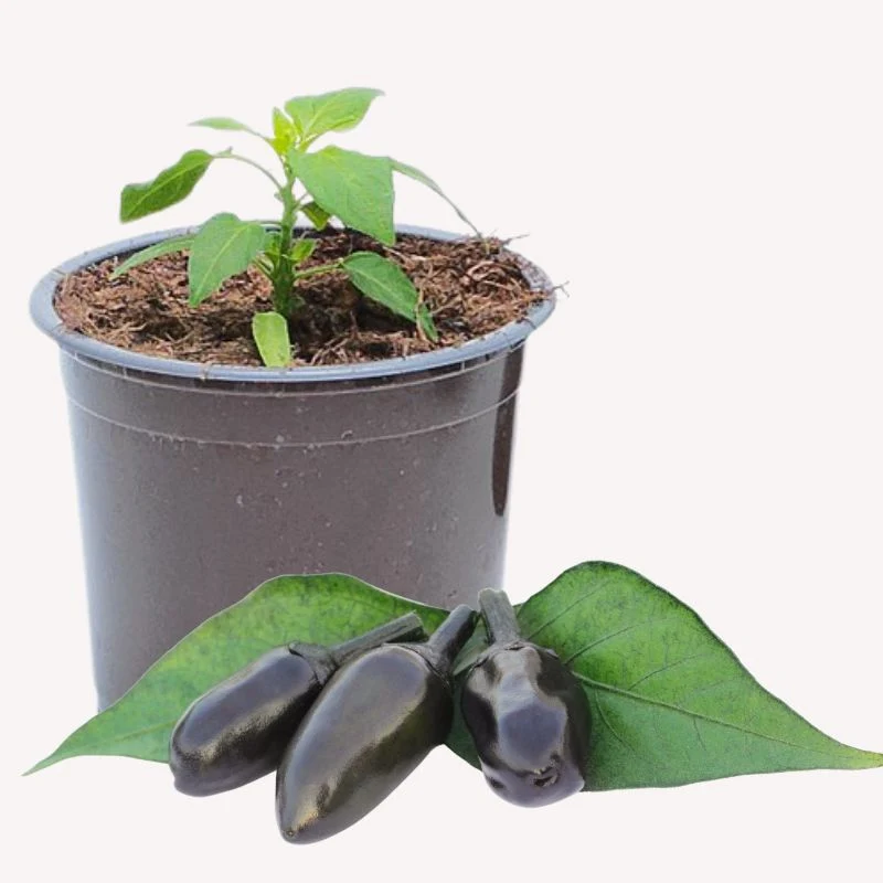 Schwarze Chili