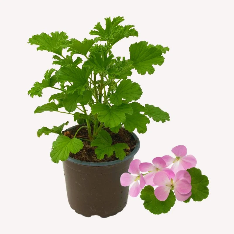 Duftgeranie 'Citronella'