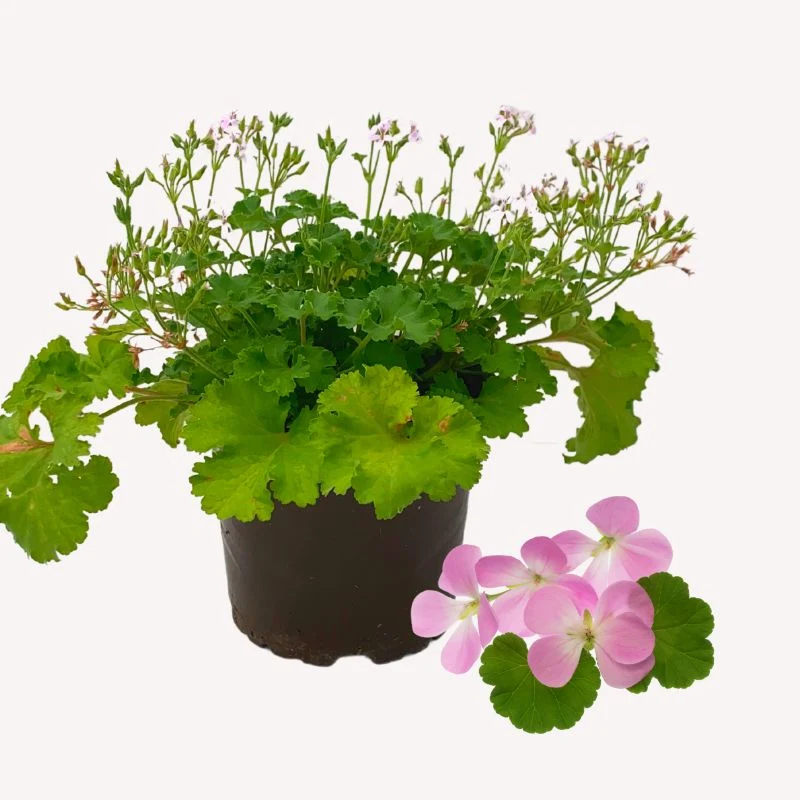 Duftgeranie 'Fruity'