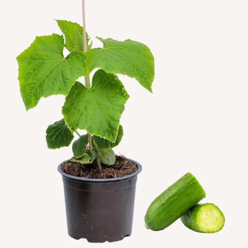 Mini-Gurke