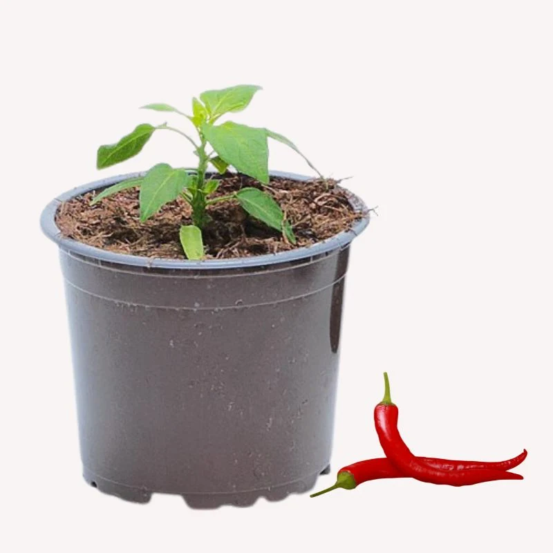 Topfchili Fajita