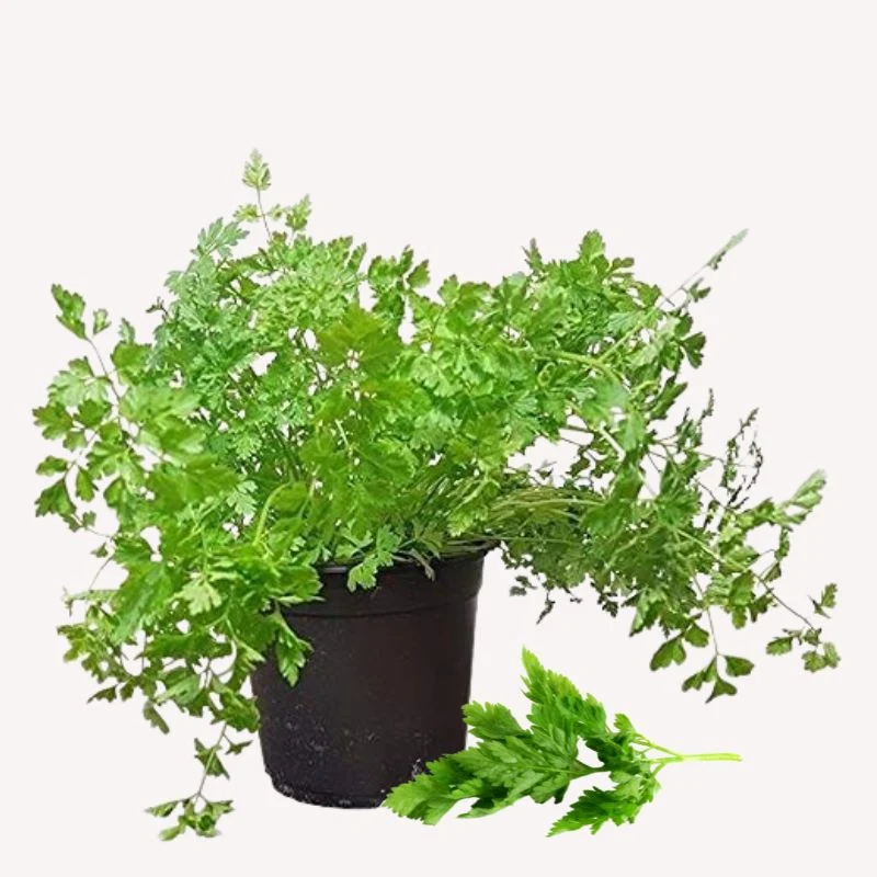 Kerbel