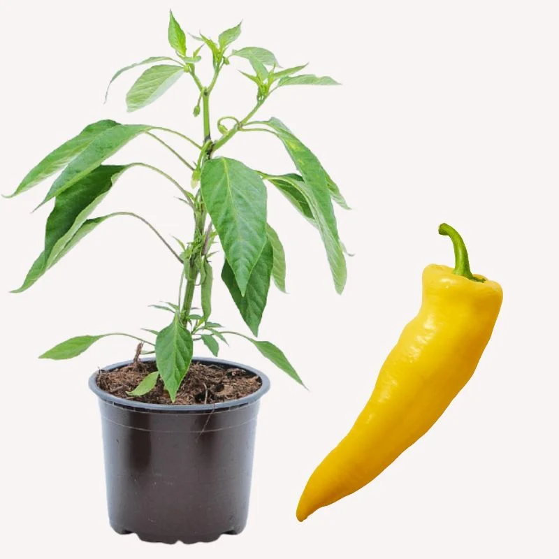 Gelbe Peperoni