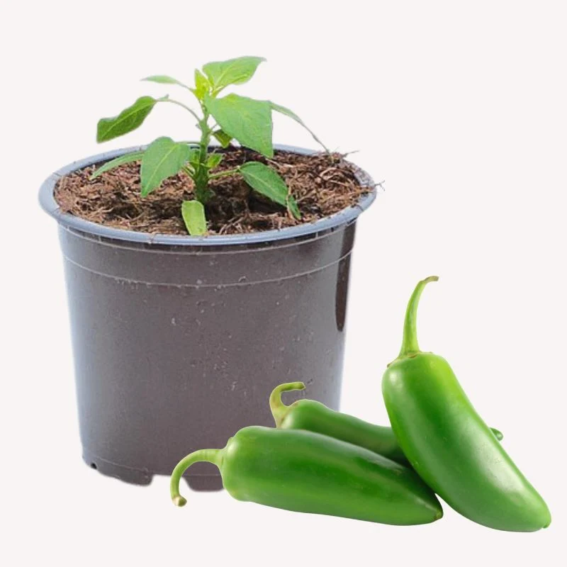 Jalapeño-Chili