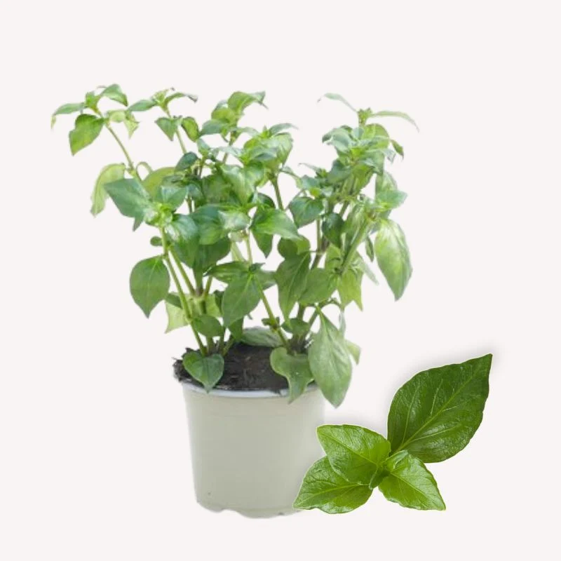 Balkongarten Tiny